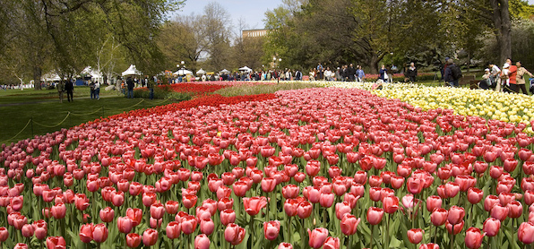 Tulips in Ottawa